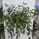 에프에이치 이미지