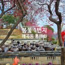 신안센터-16 | 전남가볼만한곳 순천 탐매축제 매곡동 홍매화 만개 주차장 여행