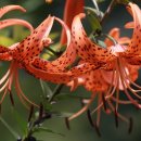 여름꽃농장 이미지