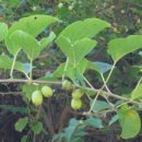 (주)성우식품 이미지