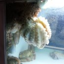 문어일미 이미지