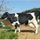 민성목장 이미지