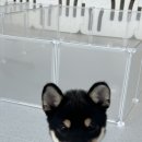 유앤퍼피 이미지