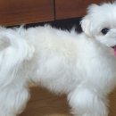 송도멍멍이발소 이미지