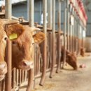 종일이네 축산 이미지