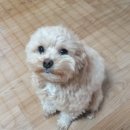 털찐댕댕이 이미지