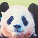 판다월드 굿즈샵 털고 온 후기