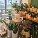 만발 | 건대꽃집 손끝에서 만발하다 꽃다발 후기