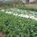 총각농장 이미지