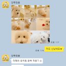 단짝멍몽 이미지