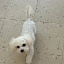 콩이네 이발소 이미지