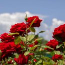 장미축제 이미지