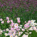 케이펜션 이미지