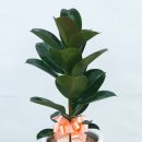 봉봉약국 이미지