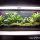 테라리움A 이미지