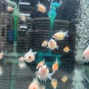 피쉬갤러리 천안점 이미지