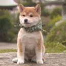 코바늘소품만들기 이미지