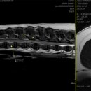 로얄동물외과수술센터 이미지