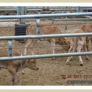 상만농장 이미지