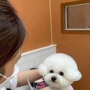 고려 애견 미용실 이미지