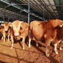 통일한우농장 이미지