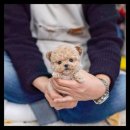 유앤미펫 강아지분양 고양이분양 시흥점 이미지