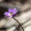 수리산 노루귀 꽃 이미지