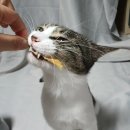 뭐먹냥? 이미지