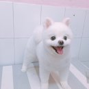 살롱드 꽃개 이미지