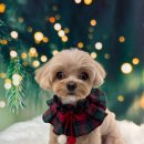 도그살롱 이미지