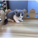 도그마루 고양이 강아지 무료분양 이미지