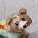 아꼬아 펫 살롱 이미지