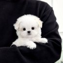 우리퍼피 이미지