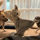 두리멍쉴 애견유치원 이미지