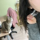 준헤어필 이미지