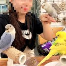 오렌즈 김해점 | 김해 삼계 아기랑 실내 앵무새 카페 먹이주기 체험 리프패럿