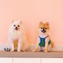 다시사랑받개 이미지