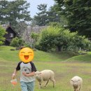 제주 애월 가볼만한곳 아이랑 가볍게 들르기 좋은 제주 양떼목장 후기
