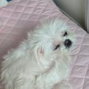 24시배곧스마트동물의료센터 이미지