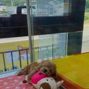 야옹아 멍멍해봐 세종점 이미지