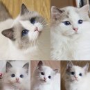 노블랙돌 이미지