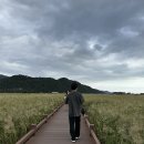 순천만습지 이미지