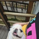 꾸러기 펫 | 2025년 포천 반려동물 캠핑 페스타 행사 참여 후기