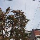아리스타팰리스Ⅱ 이미지