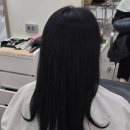 포레스트S