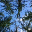 설매재자연휴양림 이미지