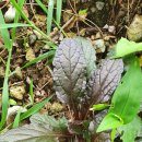 삼미농원 이미지