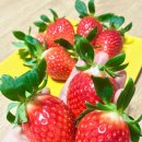 정현농장 이미지