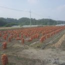네마지기 Daum카페