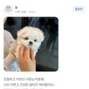 부산강아지분양 하이퍼피 | [사후관리의 중요성!]군산강아지분양 &#39;하이퍼피&#39; 실제 후기